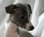 Serena, About Time Italian Greyhound Puppy!